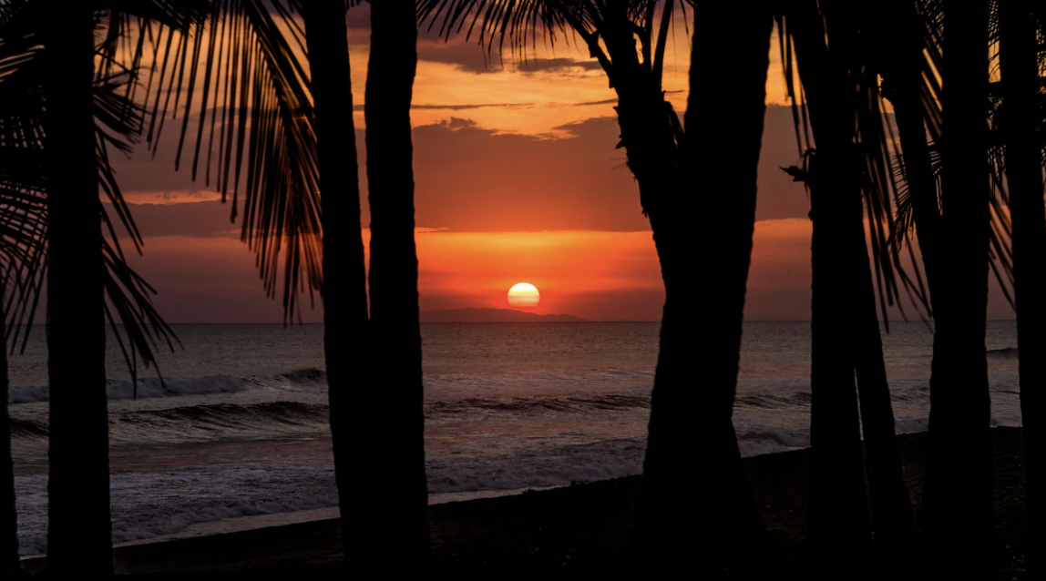 sunset through palms cr